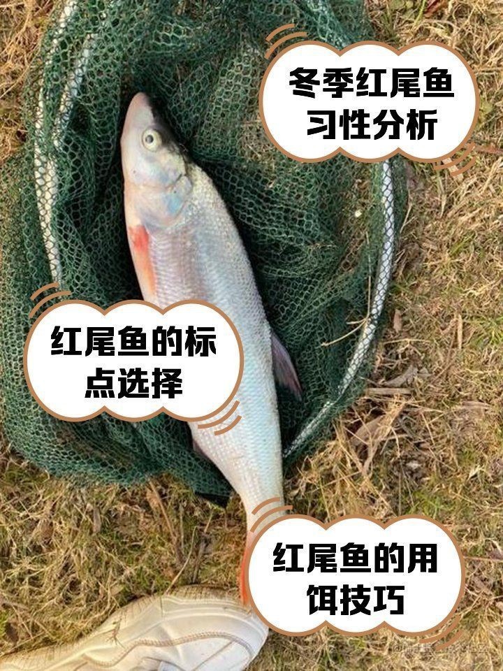 紅尾大勾魚是冷水魚嗎