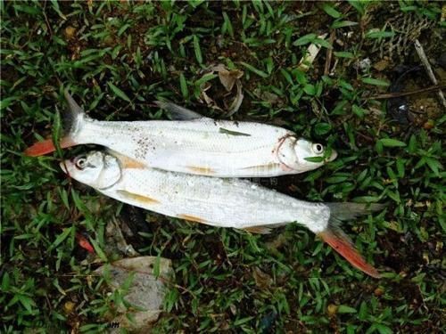 紅尾大勾魚是冷水魚嗎