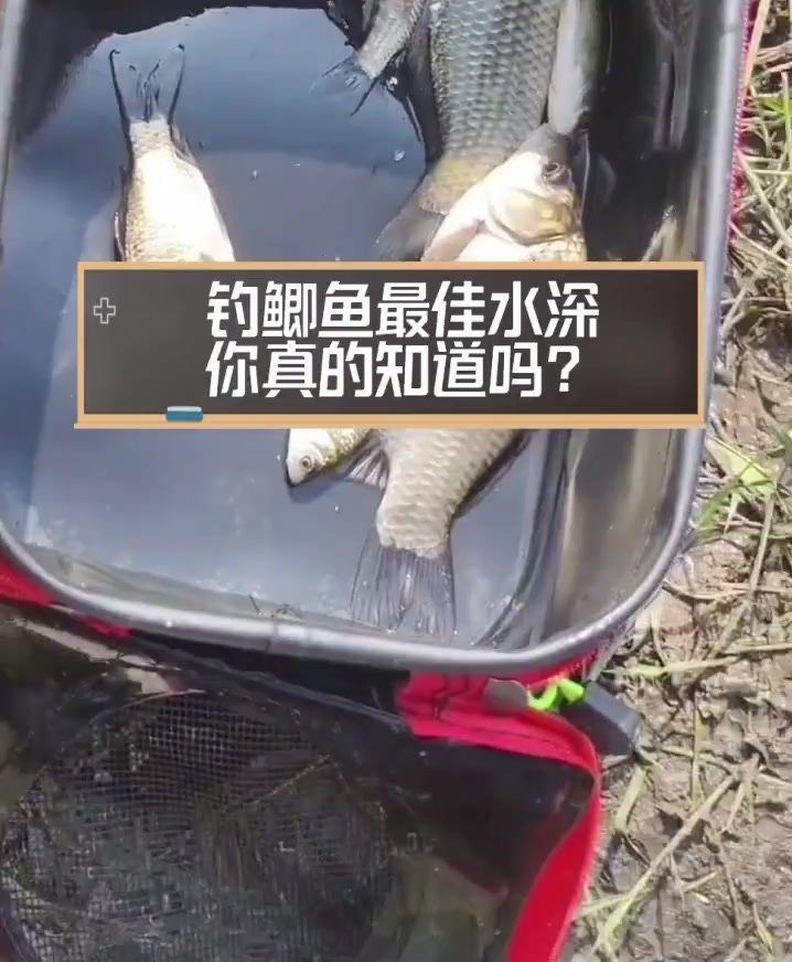 鯽魚適合50公分水深嗎