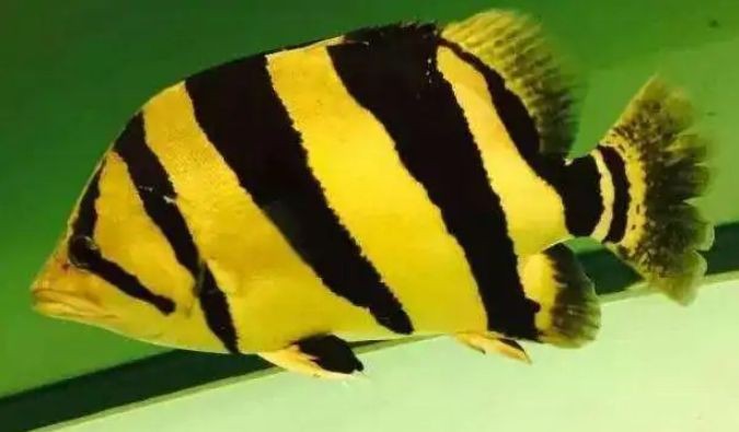 虎魚中層和下層區別