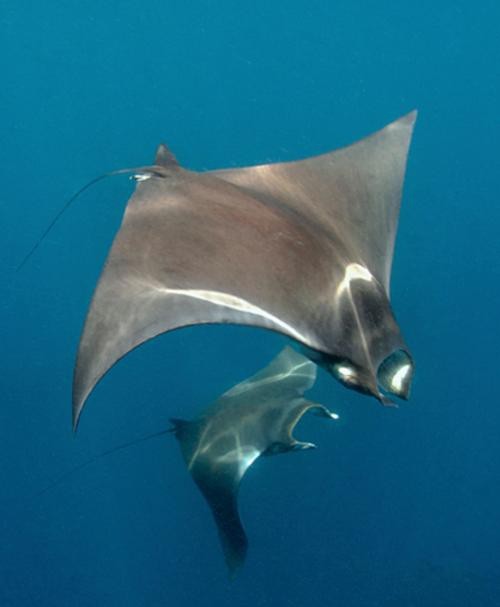 蝠鲼鰩魚魟魚圖片