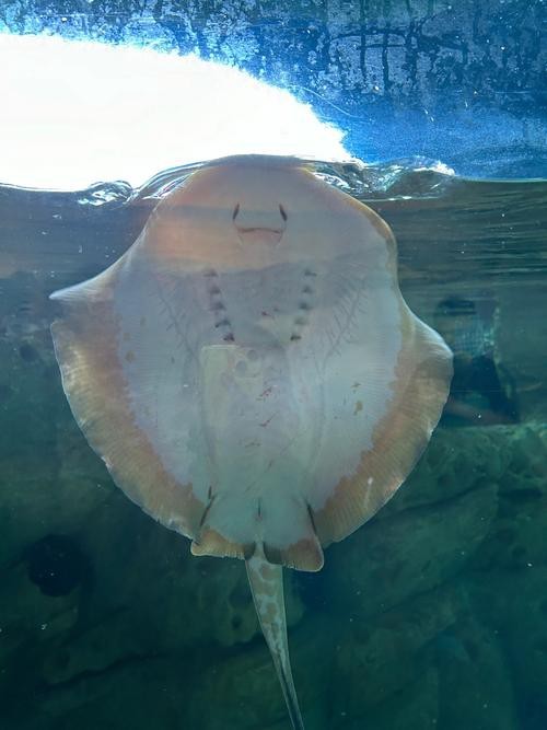 蝠鲼鰩魚魟魚圖片