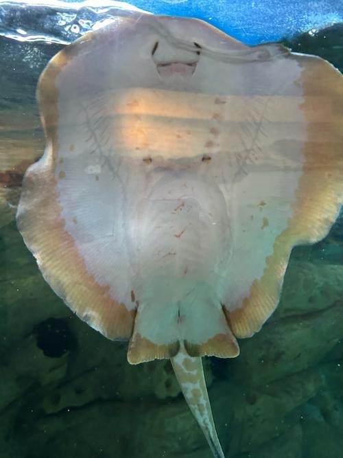蝠鲼鰩魚魟魚圖片