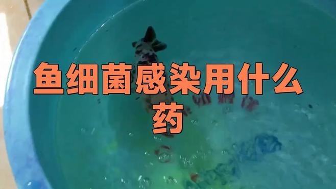 龍魚細菌感染的最佳治療方法是什么？