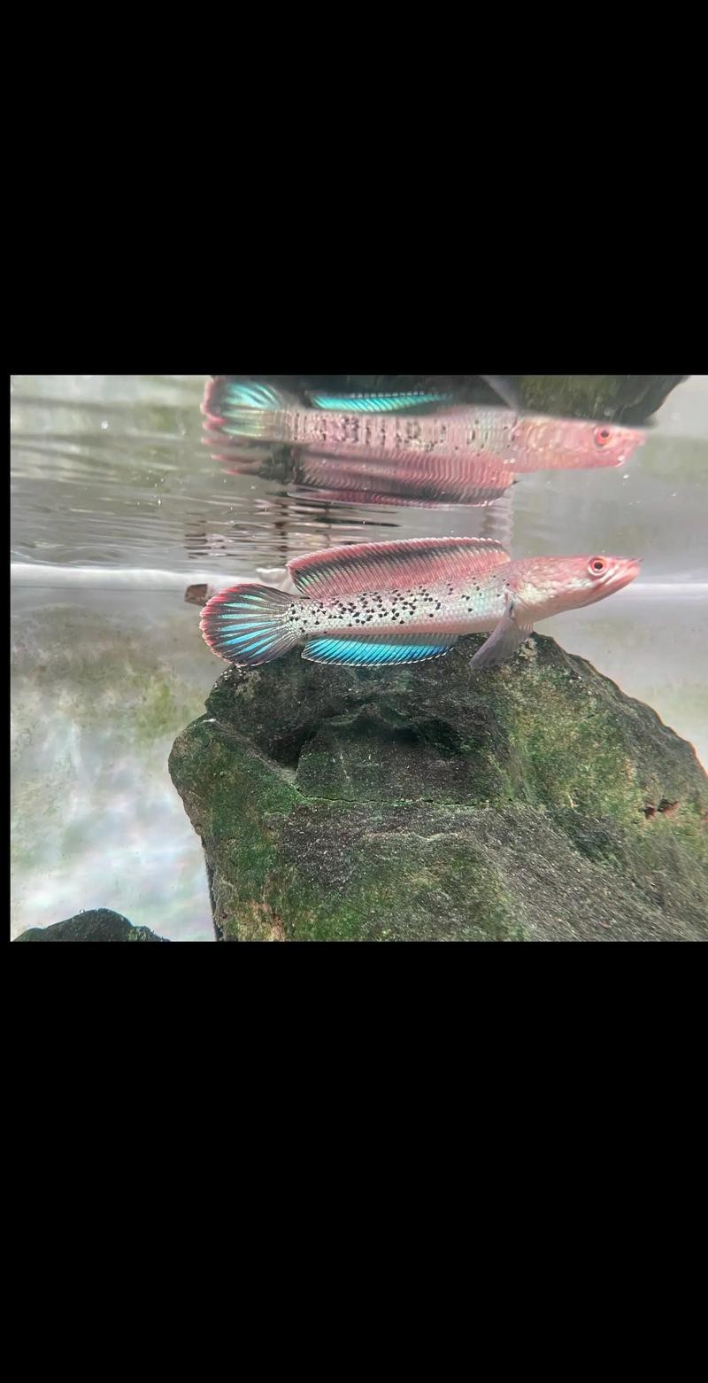 鬼王雷龍圖片
