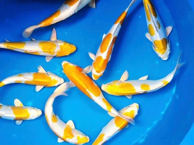 德系臉譜錦鯉圖片大全大圖2023