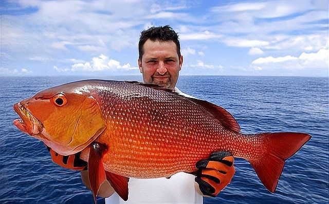 鯛魚是什么檔次的魚
