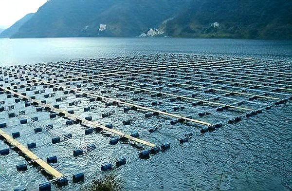 網箱養魚10大忌