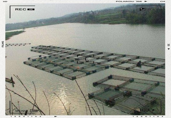網箱養魚10大忌
