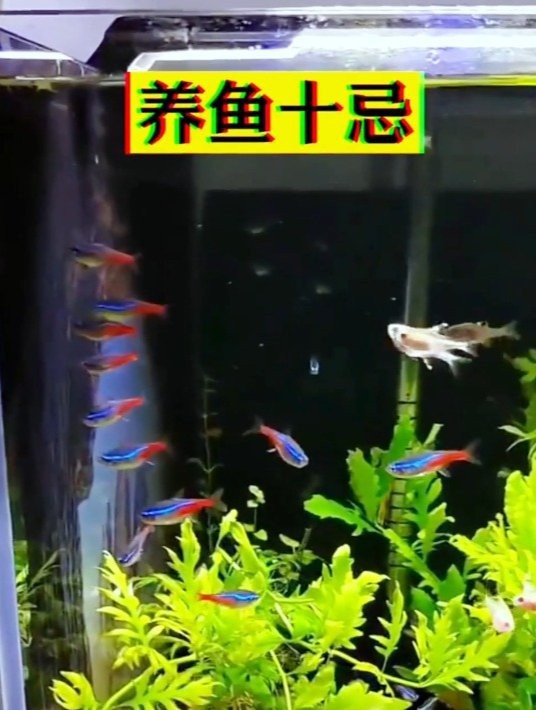 網箱養魚10大忌