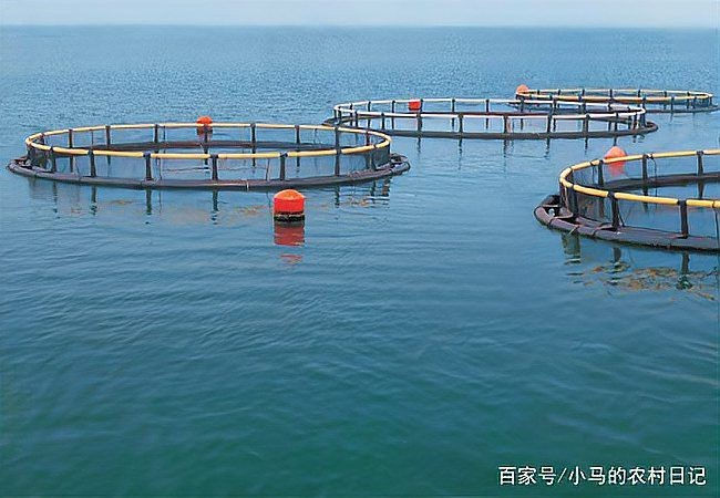 網箱養魚10大忌