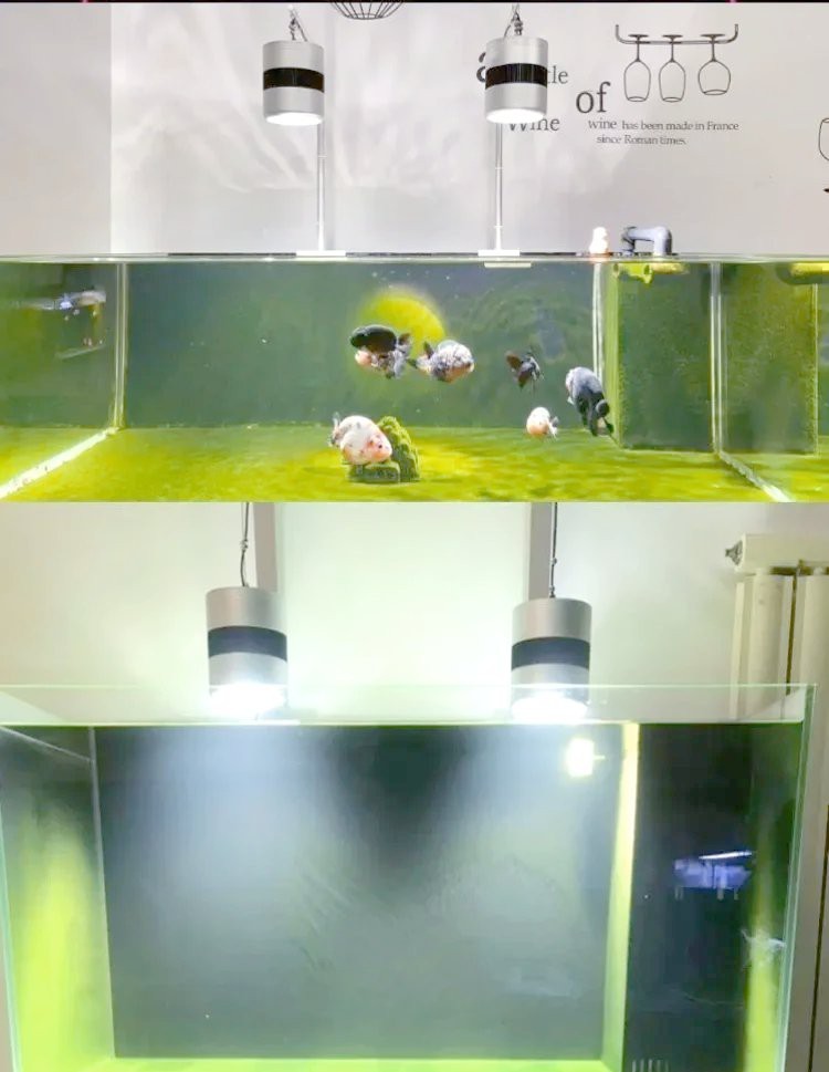 網箱養魚10大忌