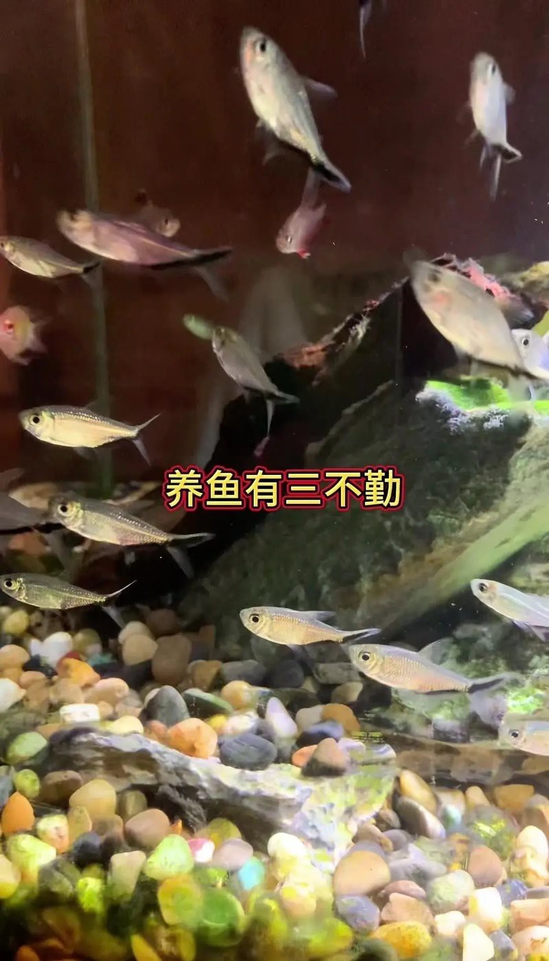 網箱養魚10大忌