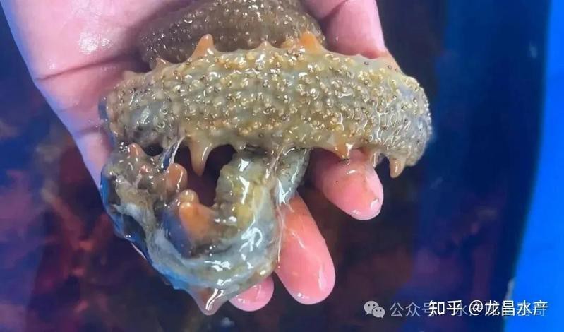 網箱養魚10大忌