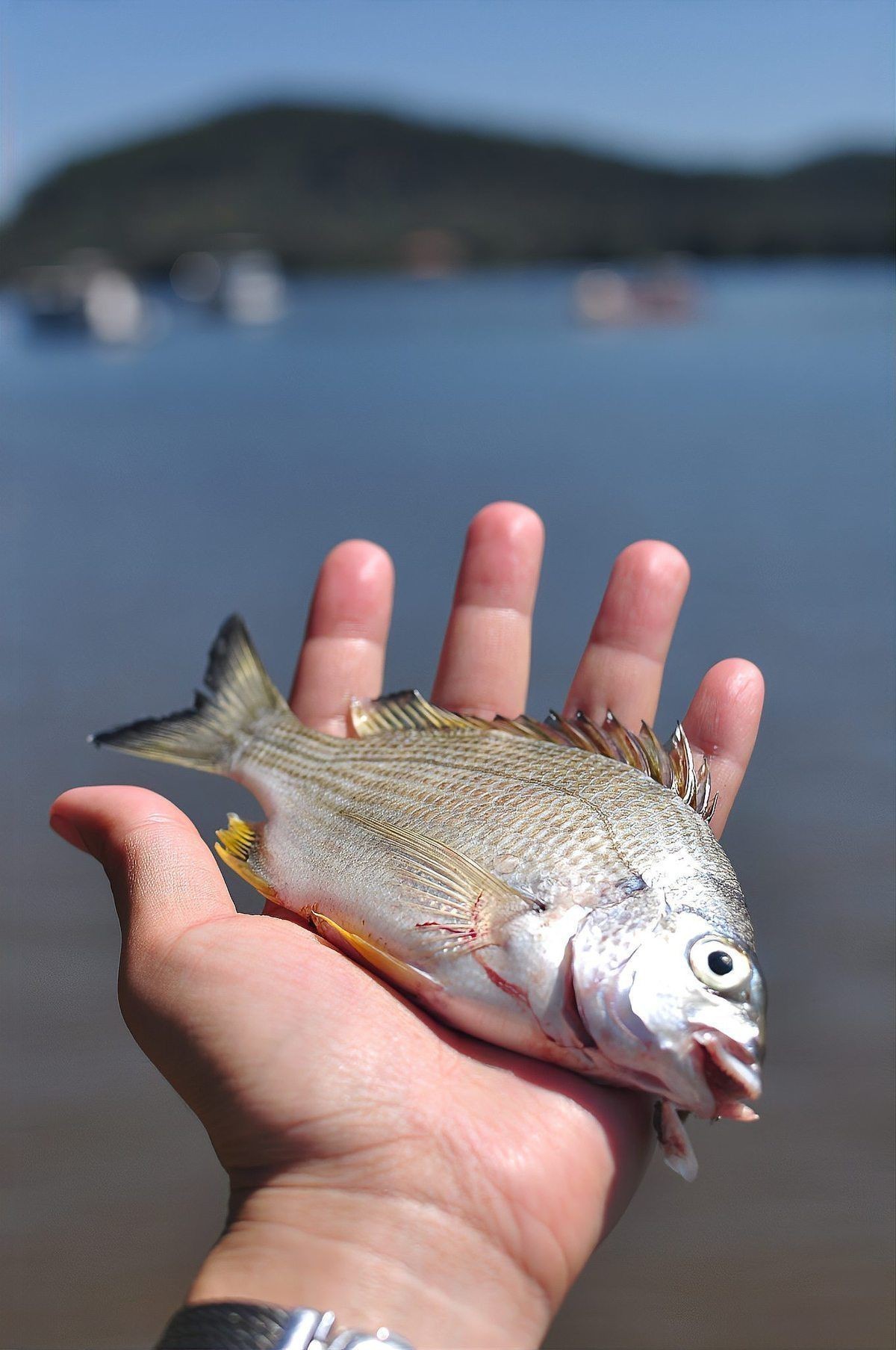 虎紋銀板魚最簡單吃法