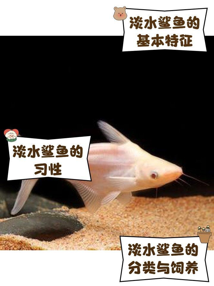 虎頭鯊淡水魚