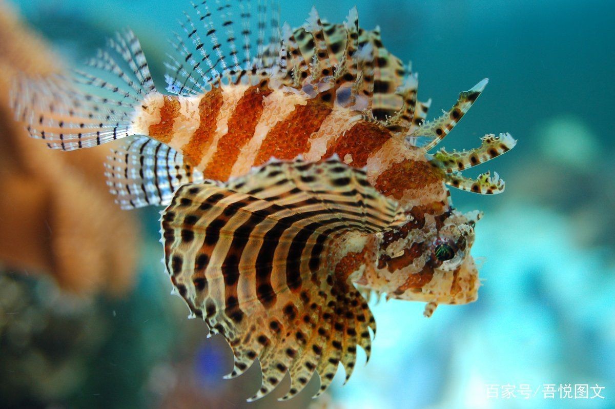 海獅子魚的毒性