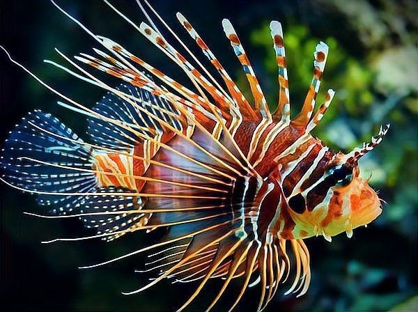 海獅子魚的毒性