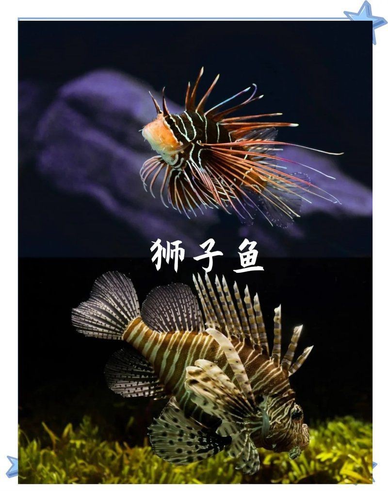 海獅子魚的毒性
