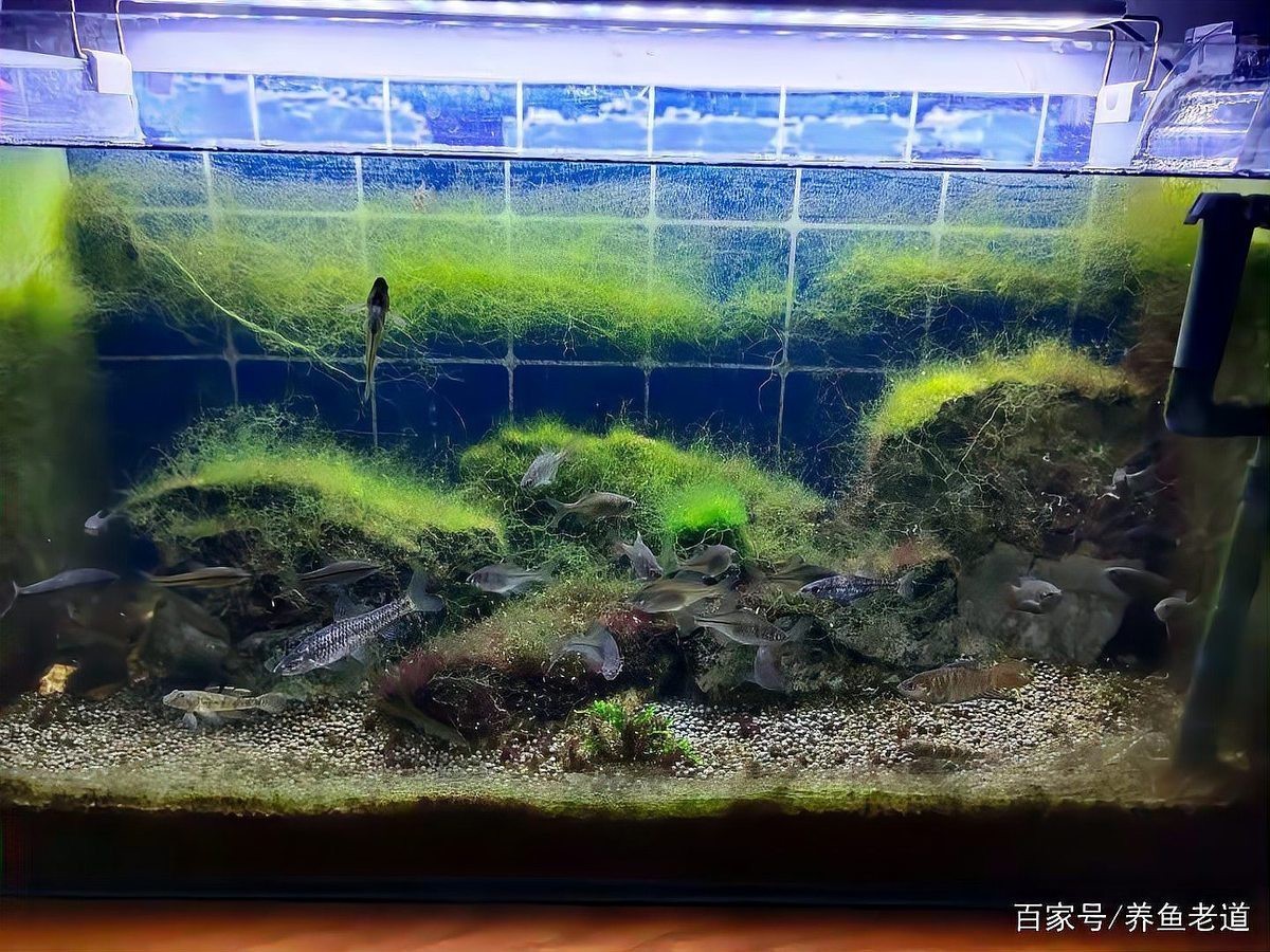 大嘴鯨需要加溫嗎