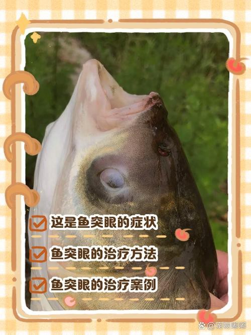 龍魚眼睛凸出來白點圖片 龍魚眼睛凸出來白點圖片 龍魚論壇 第7張