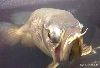 龍魚眼睛凸出來白點圖片 龍魚眼睛凸出來白點圖片 龍魚論壇 第14張