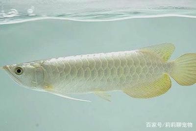 能跟銀龍魚混養(yǎng)的魚（能跟銀龍魚混養(yǎng)的魚有哪些）