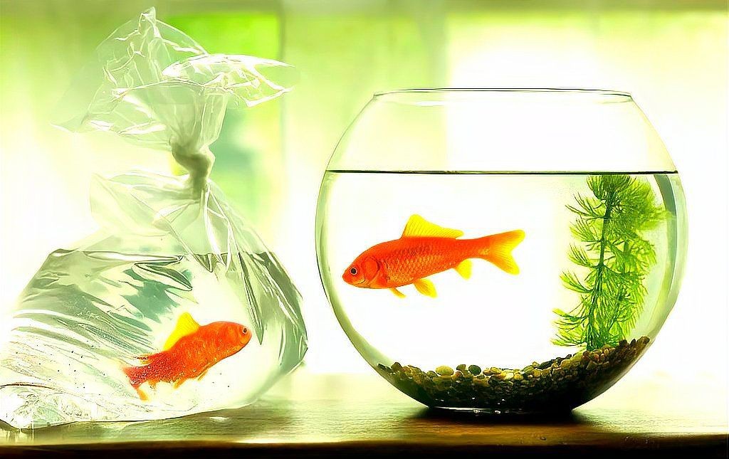 家里的魚產卵了風水