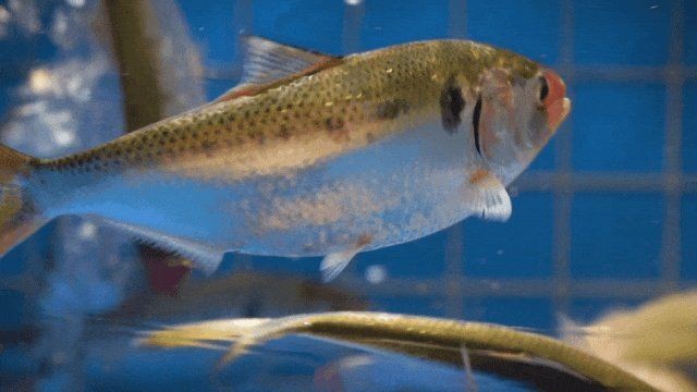 花鰶為什么叫黃魚(yú)