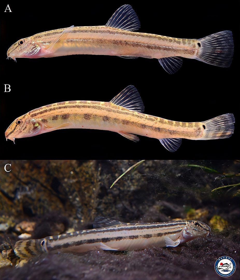 花鰶為什么叫黃魚(yú)