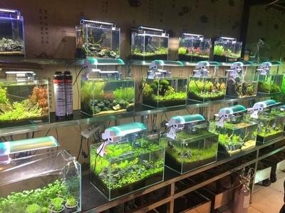 沈陽市皇姑區(qū)博旭水族館（沈陽市皇姑區(qū)博旭水族館地址）