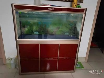 獨山子區新森森水族生活館（獨山子區新森森水族生活館電話）