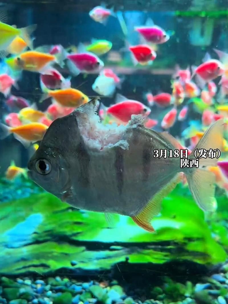 紅龍魚場最厲害三個品種
