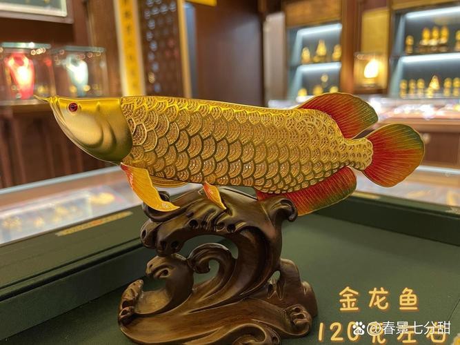 招財龍魚圖片大全