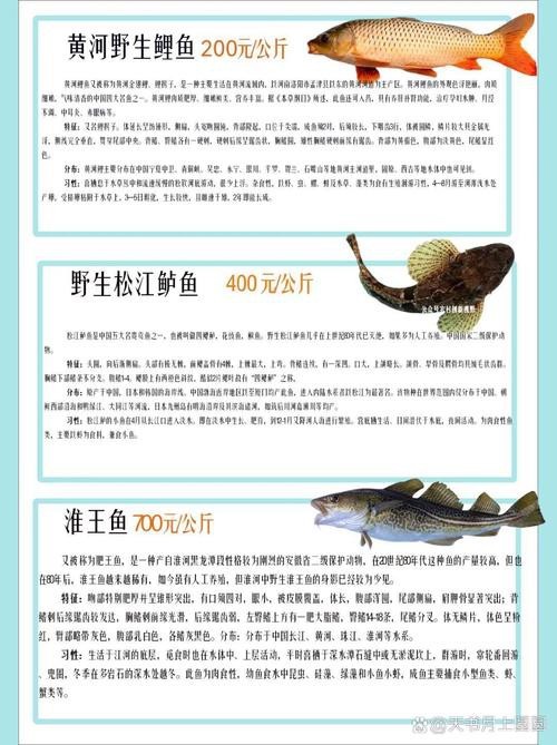 福龍王魚圖片價格