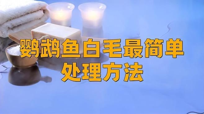 鸚鵡魚(yú)身上白色絮狀物會(huì)不會(huì)感染金龍魚(yú)病