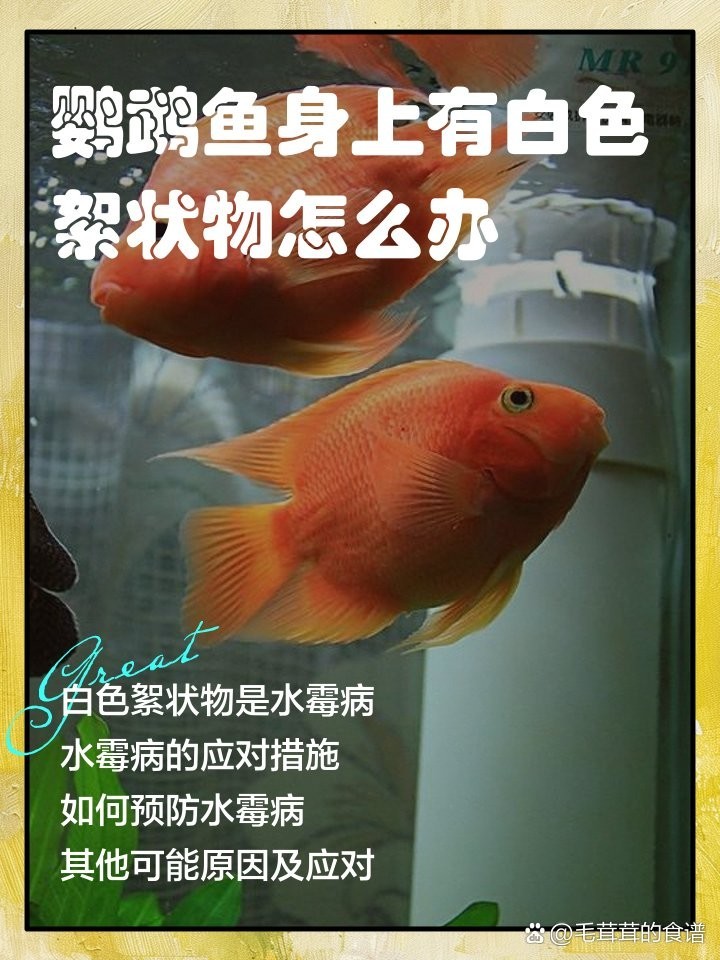 鸚鵡魚身上白色絮狀物會不會感染金龍魚病