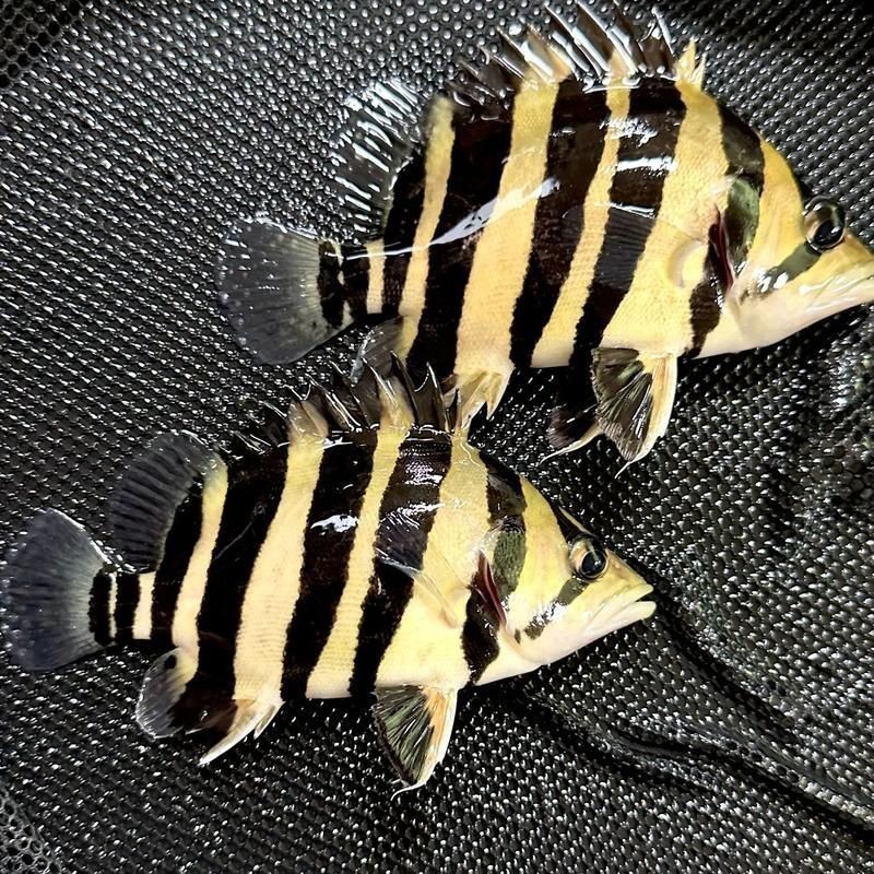 虎魚圖片100張