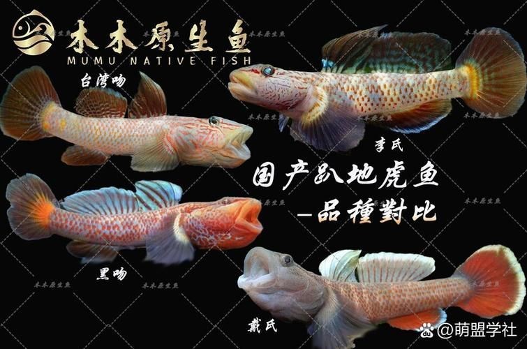 虎魚圖片100張