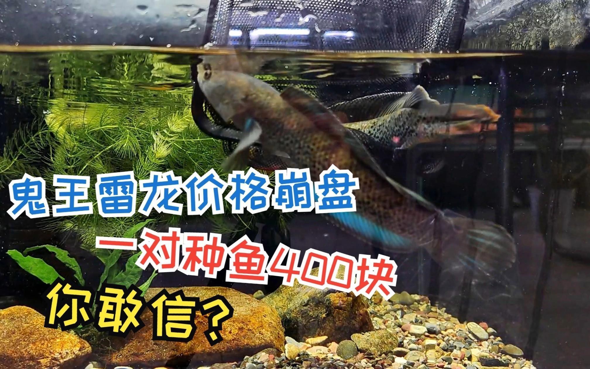 鬼王雷龍的市場價格是多少？