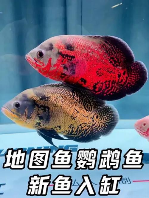 銀龍魚最佳配魚圖片大全