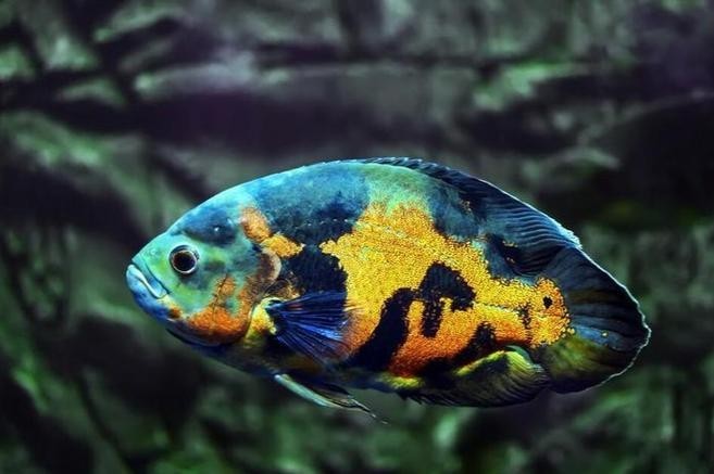 銀龍魚最佳配魚圖片大全