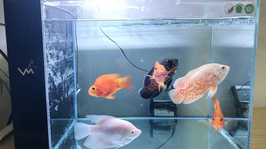 銀龍魚最佳配魚圖片大全