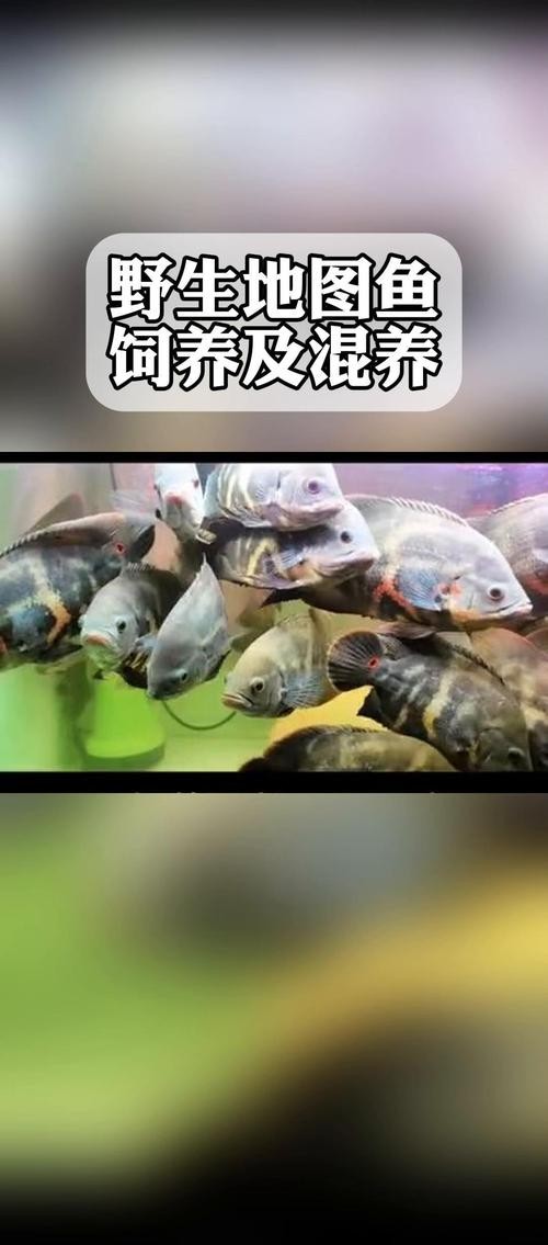 銀龍魚最佳配魚圖片大全