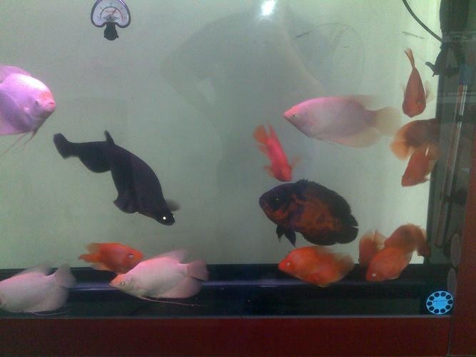 銀龍魚最佳配魚圖片大全