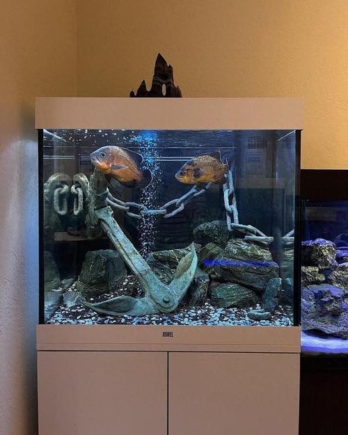 銀龍魚最佳配魚圖片大全