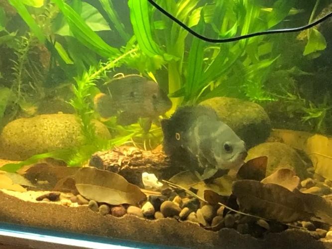 銀龍魚最佳配魚圖片大全
