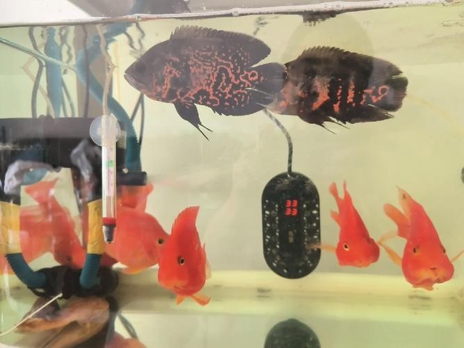 銀龍魚最佳配魚圖片大全
