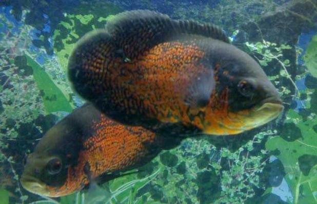 銀龍魚最佳配魚圖片大全