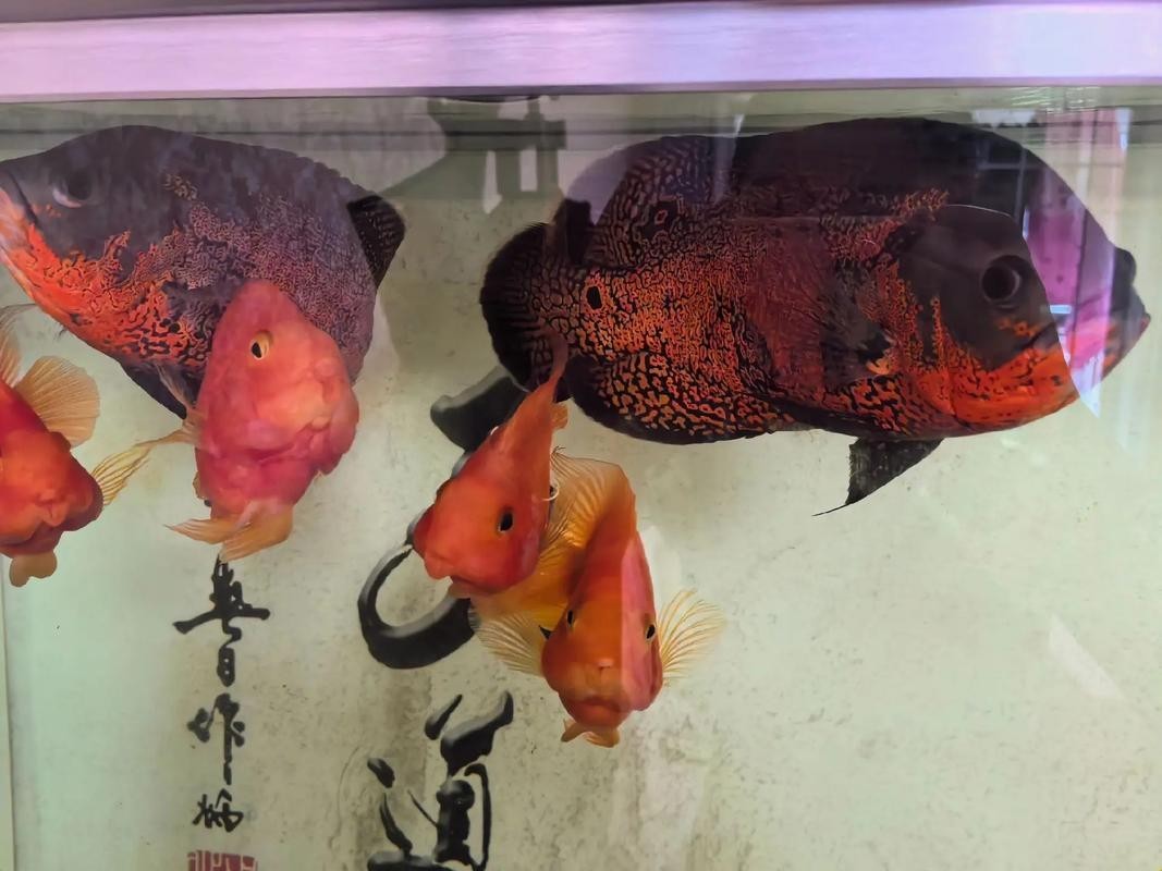銀龍魚最佳配魚圖片大全